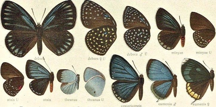 Seitz's Butterflies and Moths