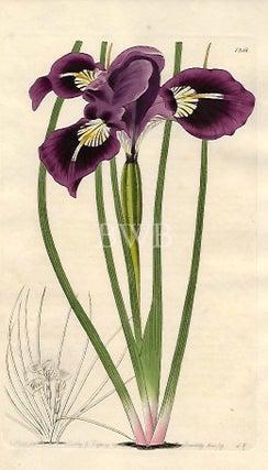 Item #618727 Tough-threaded Iris. Sydenham Edwards, John Lindley