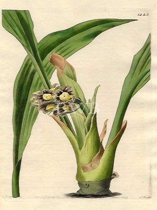 Item #618731 Nodding Tupistra. Sydenham Edwards, John Lindley