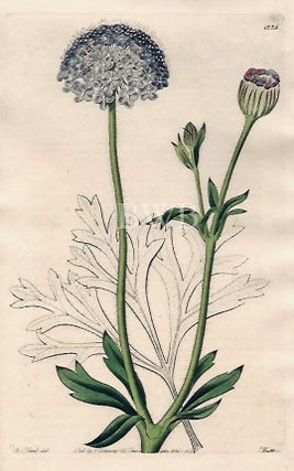 Item #618733 Blue-flowered Trachymene. Sydenham Edwards, John Lindley