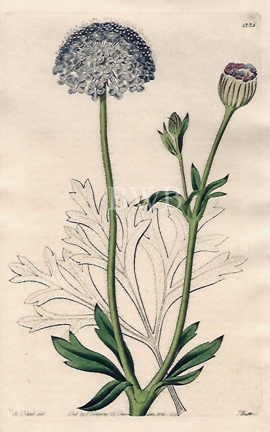 Item #618733 Blue-flowered Trachymene. Sydenham Edwards, John Lindley.