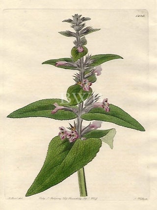 Item #618734 Sage-leaved Stachys. Sydenham Edwards, John Lindley