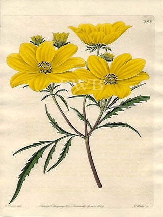 Item #618735 Golden Coreopsis. Sydenham Edwards, John Lindley