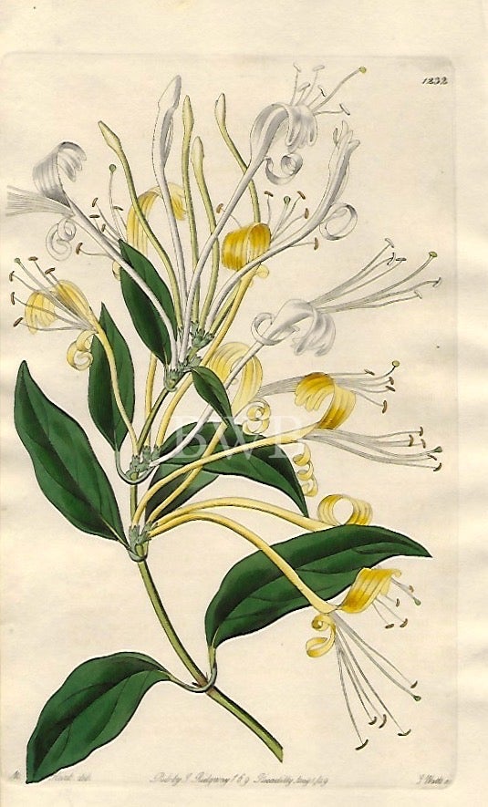 Item #618738 Long-flowered Honeysuckle. Sydenham Edwards, John Lindley.