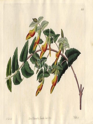 Item #618739 Tooth-leaved Scottia. Sydenham Edwards, John Lindley