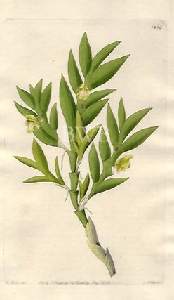 Item #618743 Two-edged Dendrobium. Sydenham Edwards, John Lindley