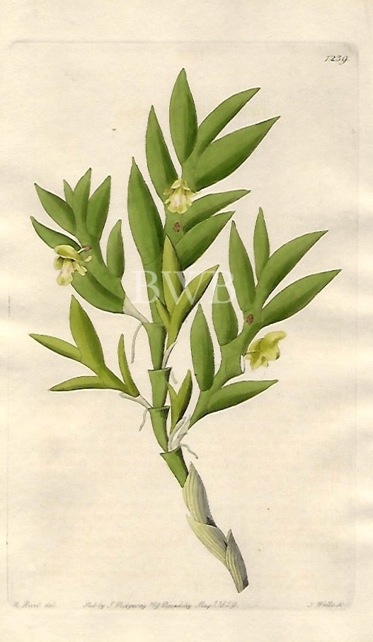 Item #618743 Two-edged Dendrobium. Sydenham Edwards, John Lindley.