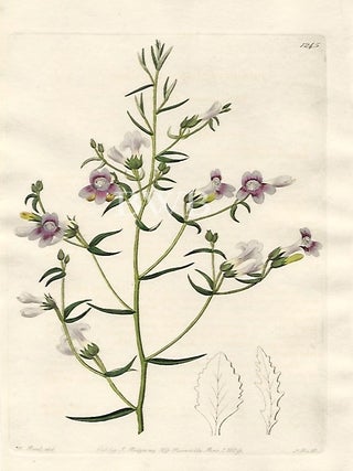 Item #618746 Three-leaved Pentstemon. Sydenham Edwards, John Lindley