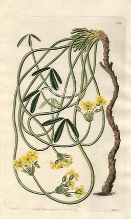 Item #618749 Tortuous Oxalis. Sydenham Edwards, John Lindley