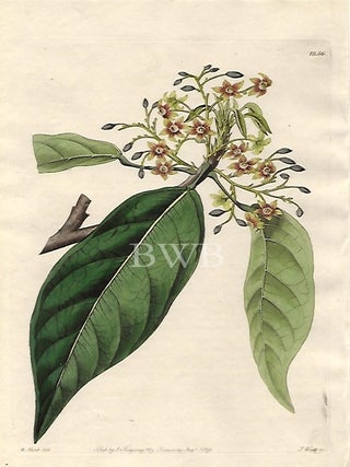 Item #618755 Lanceolate Sterculia. Sydenham Edwards, John Lindley