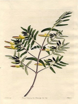 Item #618757 Narrow-leaved Scottia. Sydenham Edwards, John Lindley