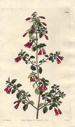 Item #618759 Small-leaved Fuchsia. Sydenham Edwards, John Lindley