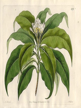 Item #618760 Close-flowered Tabernæmontana. Sydenham Edwards, John Lindley