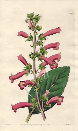 Item #618762 Brilliant Gesneria ; deep crimson variety. Sydenham Edwards, John Lindley