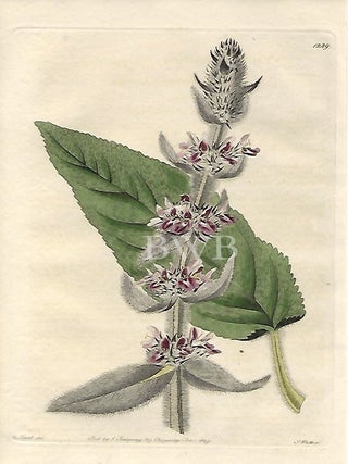 Item #618765 Pubescent German Stachys. Sydenham Edwards, John Lindley