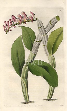 Item #618766 One-sided Dendrobium. Sydenham Edwards, John Lindley