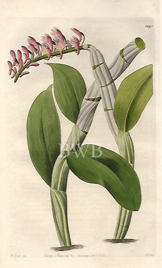 Item #618766 One-sided Dendrobium. Sydenham Edwards, John Lindley.