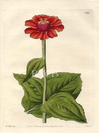 Item #618768 Scarlet Zinnia. Sydenham Edwards, John Lindley