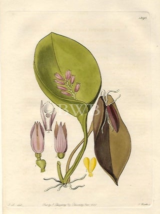 Item #618769 Proliferous Pleurothallis. Sydenham Edwards, John Lindley