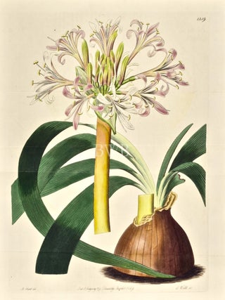 Item #618771 Pale Corana Amaryllis. Sydenham Edwards, John Lindley