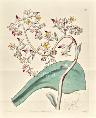 Item #618773 Gibbous-flowered Echeveria. Sydenham Edwards, John Lindley