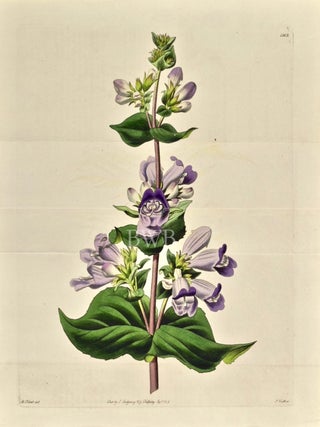 Item #618774 Glandular Pentstemon. Sydenham Edwards, John Lindley