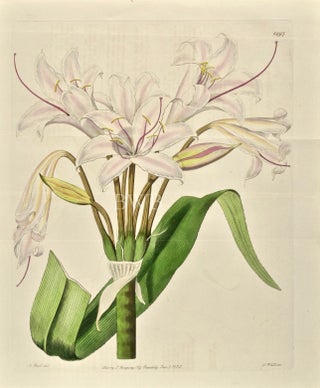 Item #618776 Broad-leaved Crinum. Sydenham Edwards, John Lindley