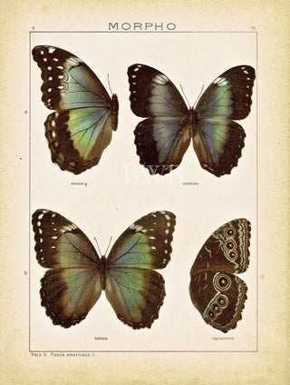 Item #618780 Morpho. Adalbert Seitz
