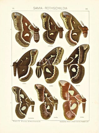 Item #618782 Samia-Rothschildia. Adalbert Seitz