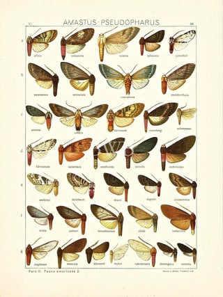 Item #618791 Amastus-Pseudopharus. Adalbert Seitz