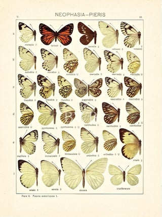 Item #618792 Neophasia-Pieris. Adalbert Seitz