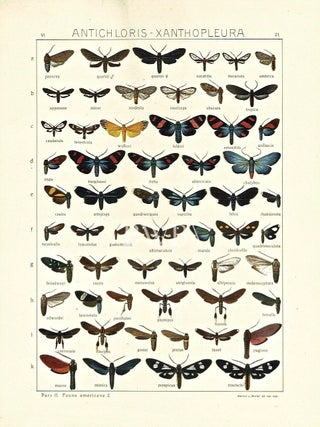 Item #618793 Antichloris-Xanthopleura. Adalbert Seitz