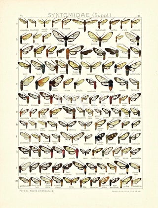 Item #618794 Syntomidae (Suppl.). Adalbert Seitz