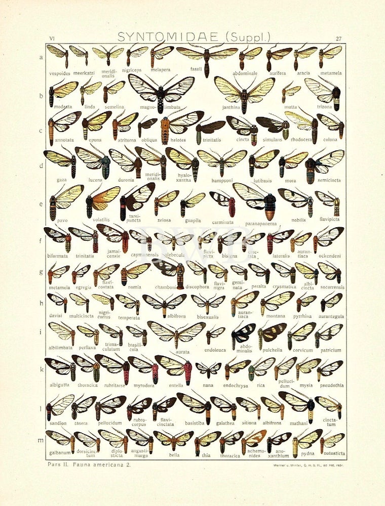 Item #618794 Syntomidae (Suppl.). Adalbert Seitz.