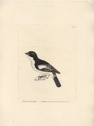 Item #618797 Pied Flycatcher. William Lewin