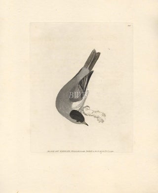 Item #618798 Black-cap Warbler. William Lewin