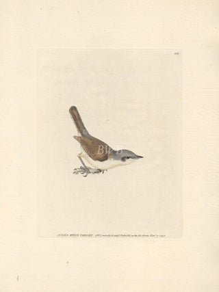 Item #618799 Lesser White Throat. William Lewin