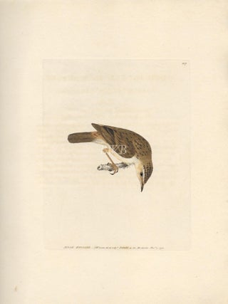 Item #618800 Sedge Warbler. William Lewin
