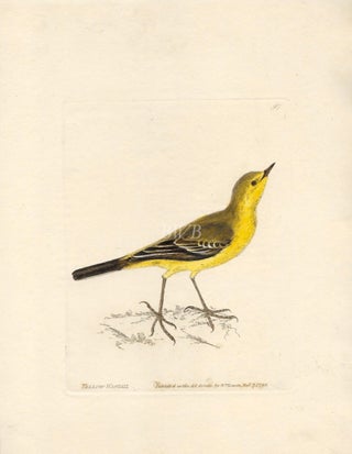 Item #618801 Yellow Wagtail. William Lewin