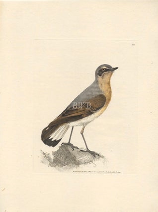 Item #618803 Wheat-ear. William Lewin
