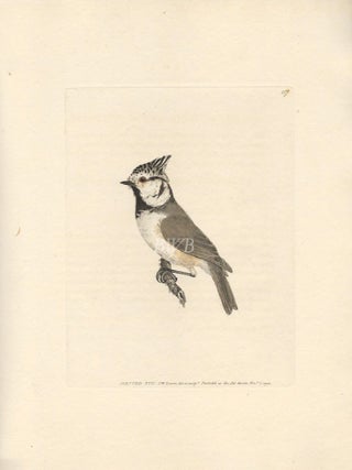 Item #618805 Crested Titmouse. William Lewin