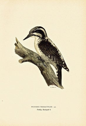 Item #618818 Picoides Tridactylus. M. von Wright, och F., W