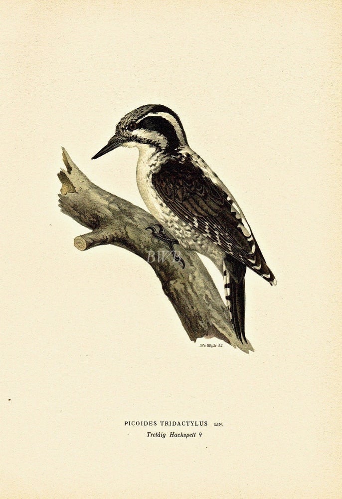 Item #618818 Picoides Tridactylus. M. von Wright, och F., W.