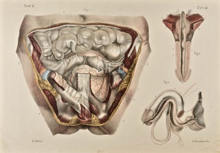 Item #618884 Anatomia chirurgica delle vie orinarie dell'uomo [Surgical anatomy of man’s...