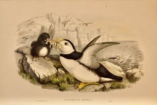 Item #618888 Fratercula Artica: Puffin. John Gould, H C. Richter
