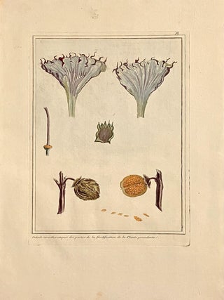 Item #618999 Details caractheristiques des parties de la fructification de la plante precedente...