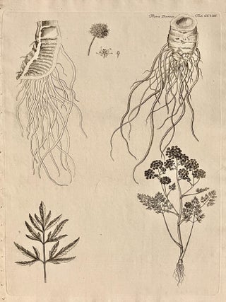 Item #619022 Plate CCVIII [Cicuta Virosa] [Water Hemlock]. Martin R&ouml;ssler